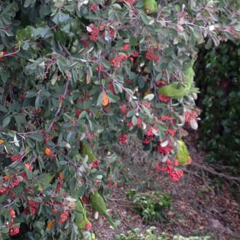 Filbert Steps - Look closely...Those aren't mangos! So many cutie parrots here chirping and doing their thang. - Local Flavor Near Me - San Francisco, California Filbert Steps - Look closely...Those aren't mangos! So many cutie parrots here chirping and doing their thang. - Local Flavor Near Me - San Francisco, California