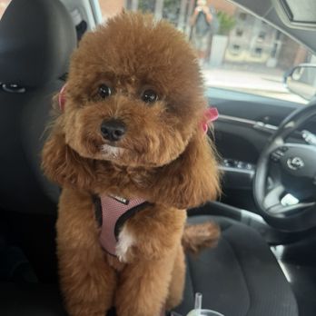 Animal Crackers - Pet Stores Near Me - Miami, Florida