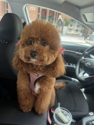 Animal Crackers by null