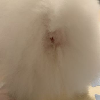 Honolulu Dog Spa - A day after her bum was shaved. - Pet Groomers Near Me - Honolulu, Hawaii