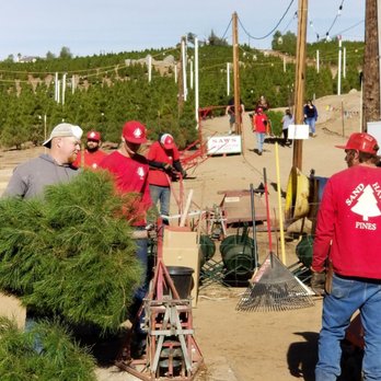 Sand Haven Pines - Prepping it - Christmas Trees Near Me - Perris, California