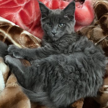 Noble Manes Cattery - Pet Stores Near Me - Lancaster, California