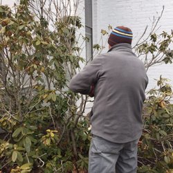 Town of Woodbury - Bud demonstrates how to prune rhododendron bush
