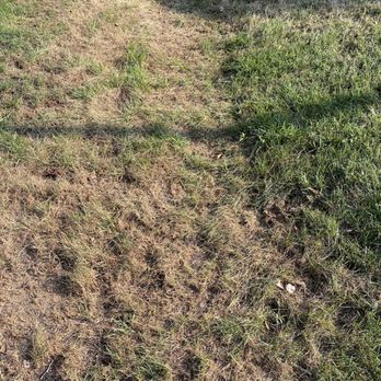 TruGreen Lawn Care - More dead grass - Tree Services Near Me - Yaphank, New York TruGreen Lawn Care - More dead grass - Tree Services Near Me - Yaphank, New York