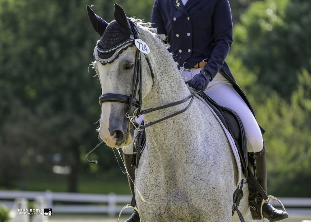 Tiffany Beck Dressage - equestrian in Catlett, VA