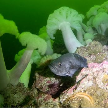 Diving Sports - Scuba Diving Trips - Free Diving Near Me - Vancouver, British Columbia