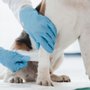 Clinton Highway Veterinary Hospital