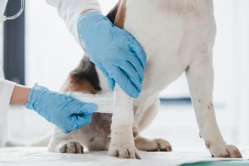 Clinton Highway Veterinary Hospital - pet boarding facility in Powell, TN