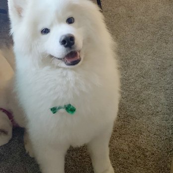 Clip & Dip Grooming - Pet Groomers Near Me - Everett, Massachusetts