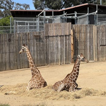 Oakland Zoo - giraffes - Zoos Near Me - Oakland, California