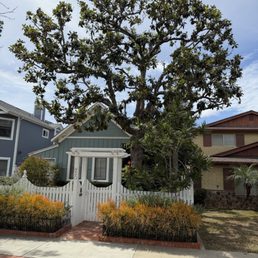 Ninety year old magnolia tree, looking laced and beautiful after Robin Hilton crew.