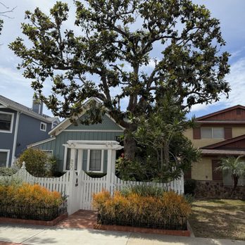 Robin Hilton Land and Tree - Ninety year old magnolia tree, looking laced and beautiful after Robin Hilton crew. - Tree Services Near Me - San Diego, California Robin Hilton Land and Tree - Ninety year old magnolia tree, looking laced and beautiful after Robin Hilton crew. - Tree Services Near Me - San Diego, California