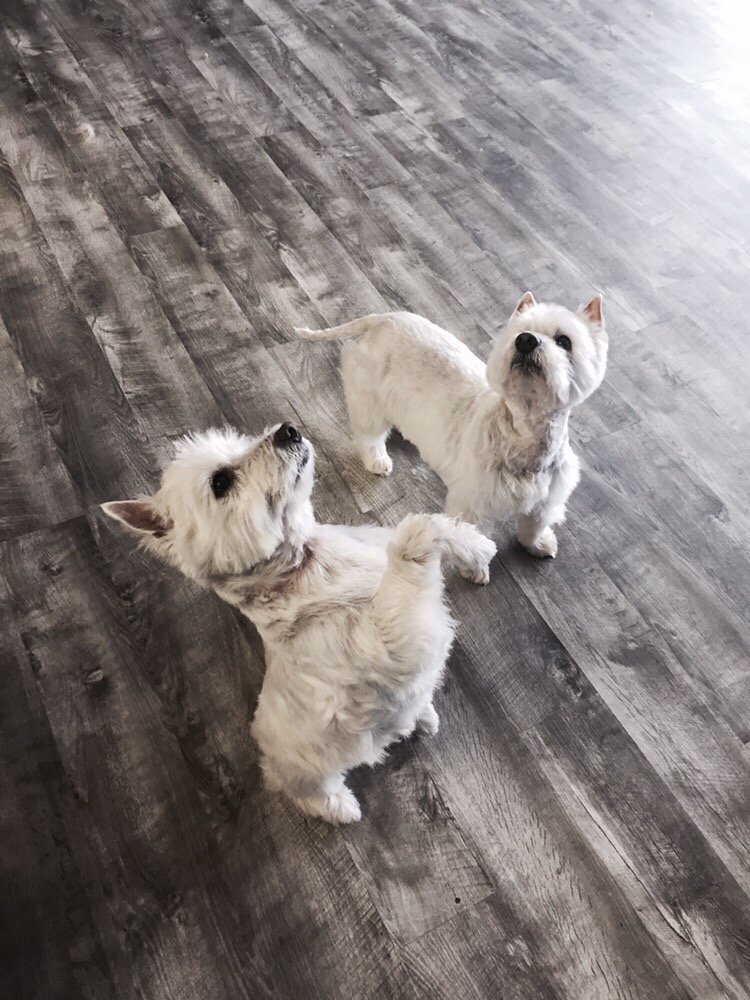 TOWNE N COUNTRY GROOMING Updated September 2024 11 Photos 2050 W