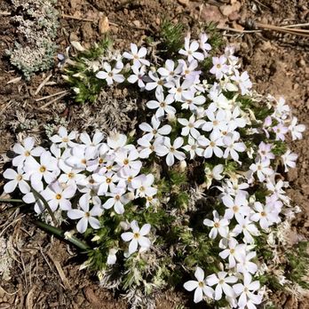 Mount Pinos - Buckwheat on the Tumamait trail, late April 2022. - Hiking Near Me - Frazier Park, California Mount Pinos - Buckwheat on the Tumamait trail, late April 2022. - Hiking Near Me - Frazier Park, California