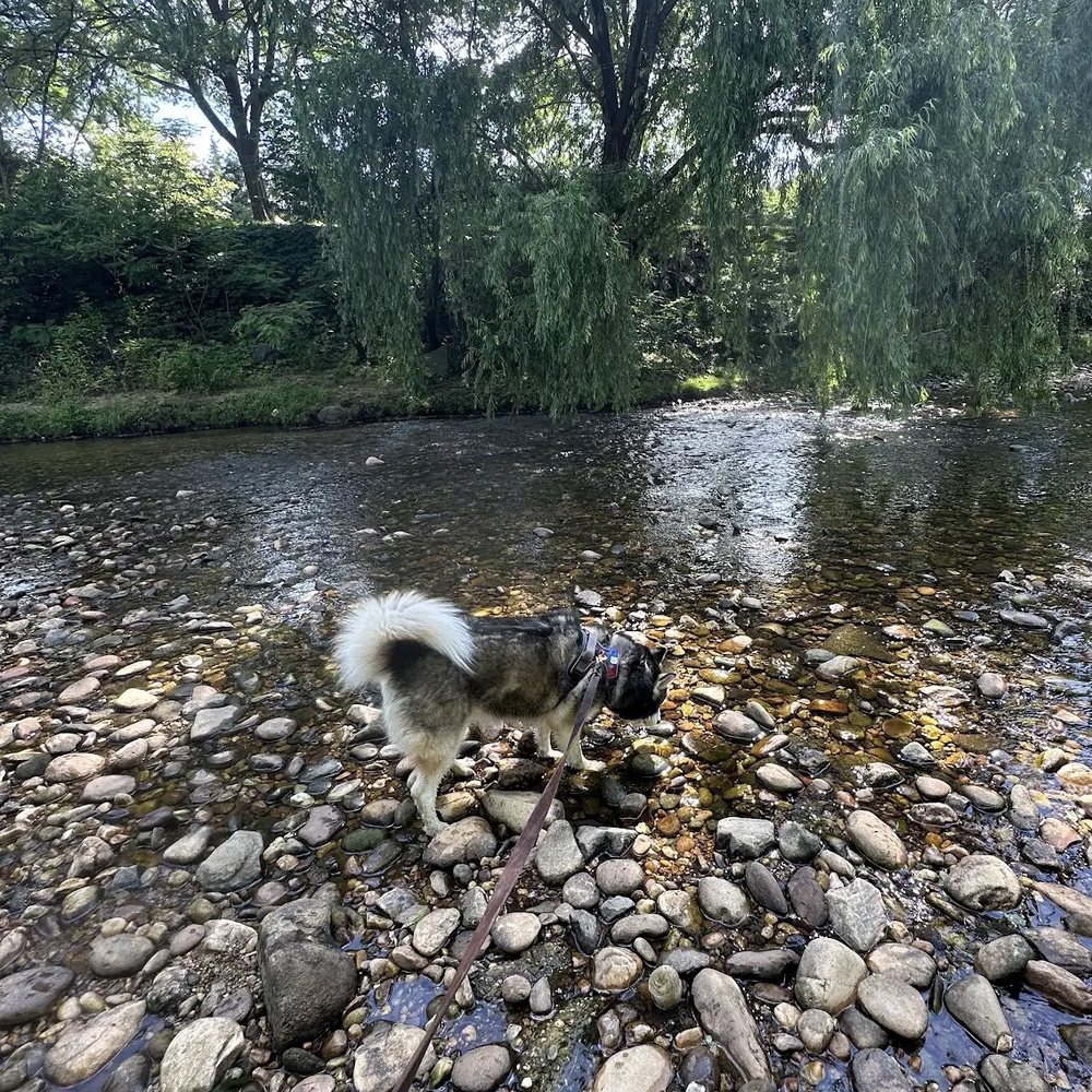 Shirlington Dog Park - Dog Parks Near Me - Arlington, Virginia Shirlington Dog Park - Dog Parks Near Me - Arlington, Virginia