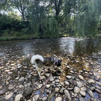 Shirlington Dog Park - Dog Parks Near Me - Arlington, Virginia Shirlington Dog Park - Dog Parks Near Me - Arlington, Virginia