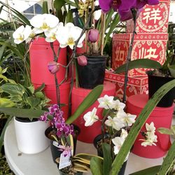Dajue Art Garden Centre
