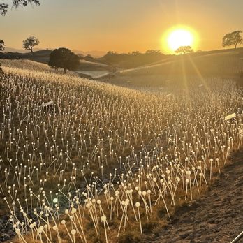 Sensorio - Field of lights before they were illuminated - Art Galleries Near Me - Paso Robles, California