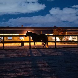 Davie Ranch - Horse at Davie Ranch night time outside
