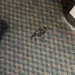 Casa Royale Inn - As you can see they have a bug issue. I stayed on the first floor and it is very hot in Texas at the Moment but this is ridiculous.