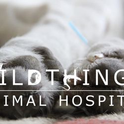WildThings Animal Hospital