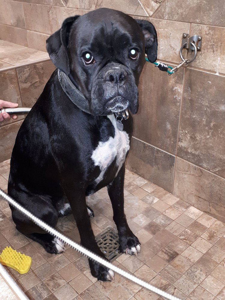 pet valu bark collar