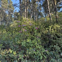South Beach State Park - Rhododendrons fill the rear of sites in G.
