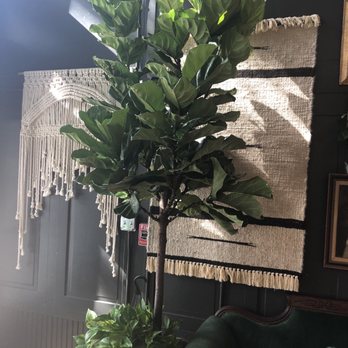 The Someday Shop - Tall Plants - Home Decor Near Me - Richmond, Virginia