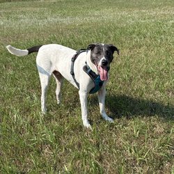 Velvet's Private Dog Park