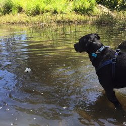 Gardiners Creek Reserve - One of the greatest dog parks in Melbourne if you have a water loving pup