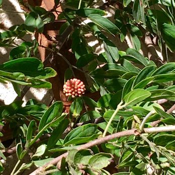 Chick-fil-A - They keep the surroundings nice, flowering plants make me smile - Fast Food Near Me - Santee, California