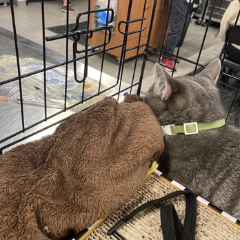 Veterinary Emergency Group - Cat chilling out at the the VEG. - Emergency Pet Hospital Near Me - Denver, Colorado Veterinary Emergency Group - Cat chilling out at the the VEG. - Emergency Pet Hospital Near Me - Denver, Colorado