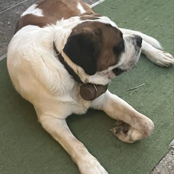 Auberge des Dahlias - The house giant Saint-Bernard dog - Restaurants Near Me - Berrwiller, 68