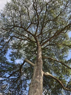 Petit Trianon by null