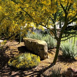 Palo Verde and rock
