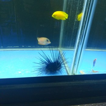 Fish Bowl And More - Local Fish Stores Near Me - Pearland, Texas