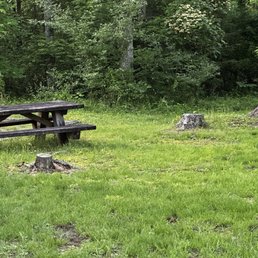 Twin Knobs Campground - Overgrown - Campgrounds Near Me - Clearfield, Kentucky