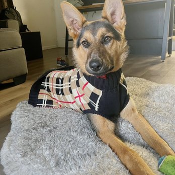 Le Marcel Bakery For Dogs - Pet Stores Near Me - San Francisco, California