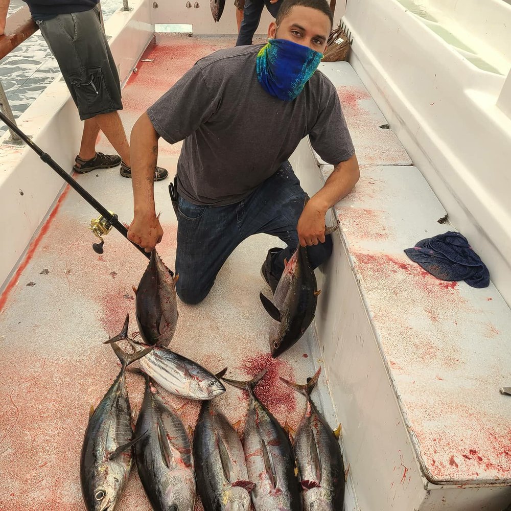 Malihini Sportfishing - A few Yellowfin Tuna from our trip. - Boating Near Me - San Diego, California Malihini Sportfishing - A few Yellowfin Tuna from our trip. - Boating Near Me - San Diego, California
