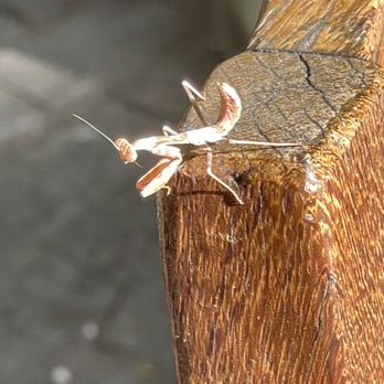 Bite Away Termite & Pest Control - Praying Mantis - Pest Control Near Me - Ramona, California