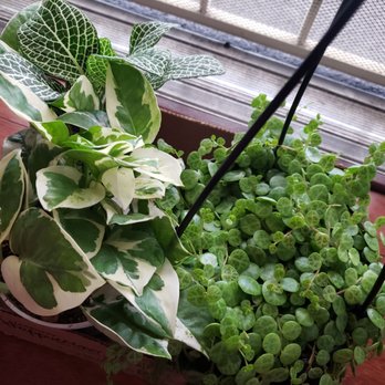 Evergreen Nursery - nerve plant, pothos n joy, & string of turtles - Nurseries & Gardening Near Me - Garden Grove, California