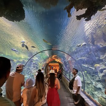 Shark Reef Aquarium at Mandalay Bay - Aquariums Near Me - Las Vegas, Nevada