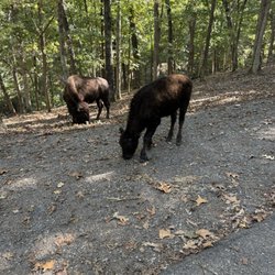 Lone Elk Park - Baby buffalo