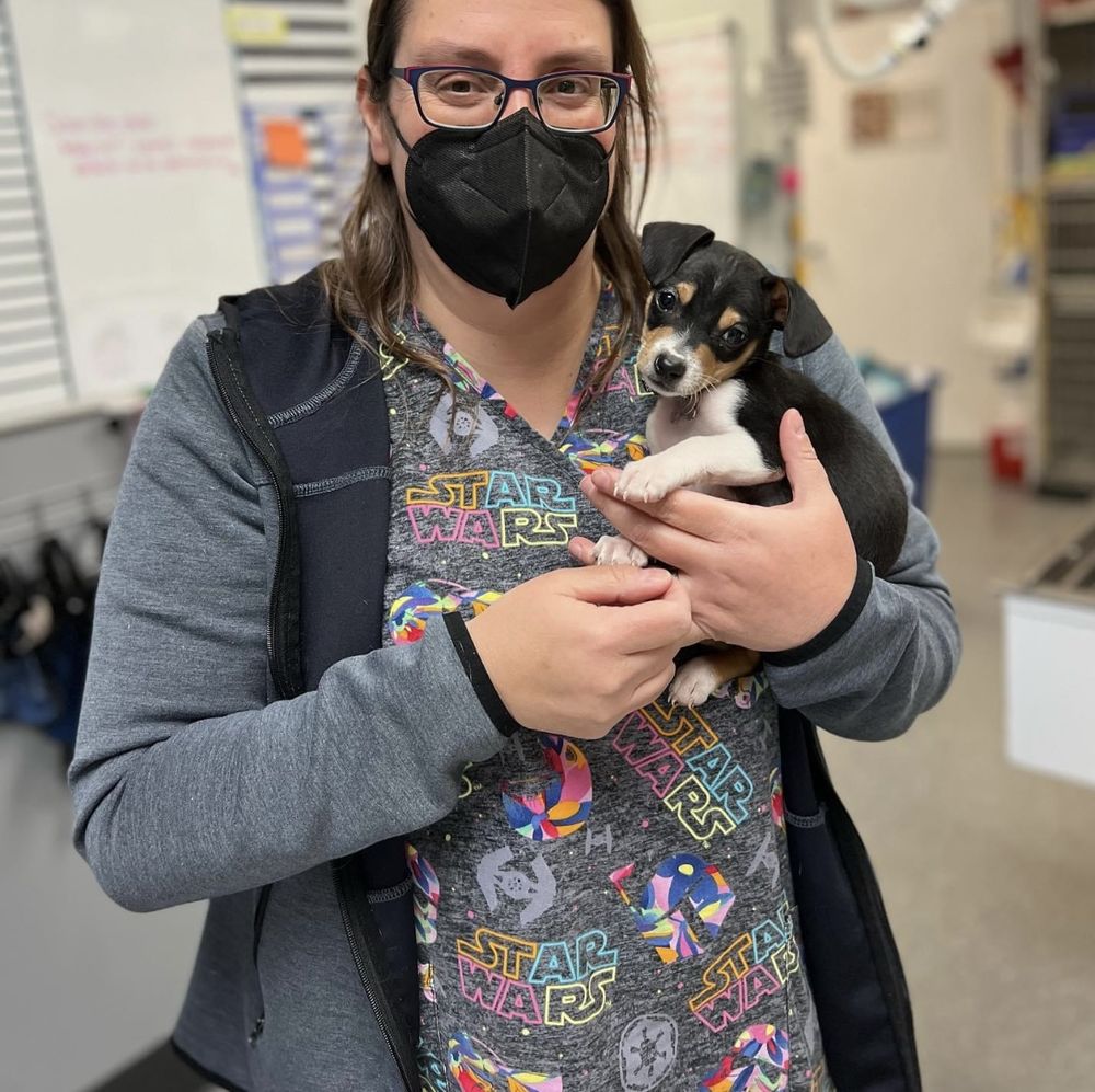 Los Gatos Dog & Cat Hospital - pet boarding facility in Los Gatos, CA