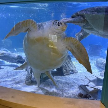 Maritime Aquarium - Sea Turtle - Aquariums Near Me - Norwalk, Connecticut Maritime Aquarium - Sea Turtle - Aquariums Near Me - Norwalk, Connecticut