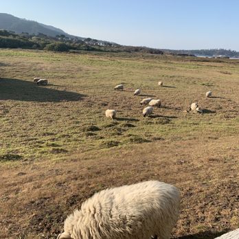 Mission Ranch - Sheeeep! - Venues & Event Spaces Near Me - Carmel, California