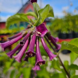 Deep Roots Garden Center is the South Bay's top destination for indoor plants, pottery, and plant care essentials...
