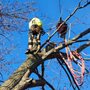 Photo of Right Way Tree & Outdoor Services