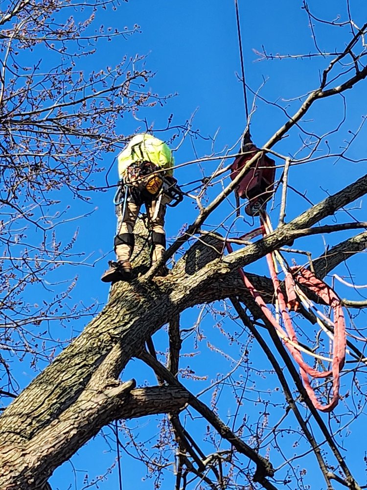 Right Way Tree & Outdoor Services - tree service in West Peoria, IL