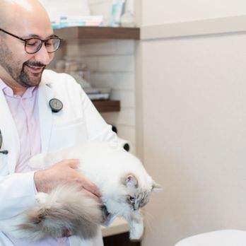 GoodVets Downtown D.C - Veterinarians Near Me - Washington, DC, District of Columbia GoodVets Downtown D.C - Veterinarians Near Me - Washington, DC, District of Columbia
